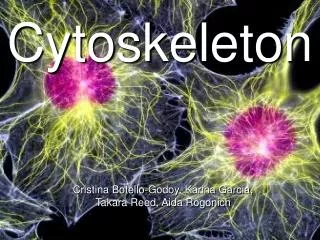 Cytoskeleton