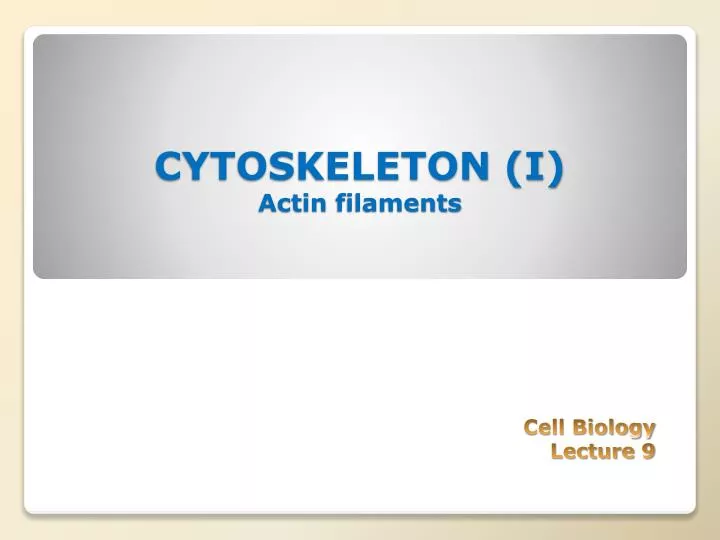 cytoskeleton i actin filaments
