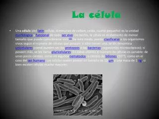 la c lula