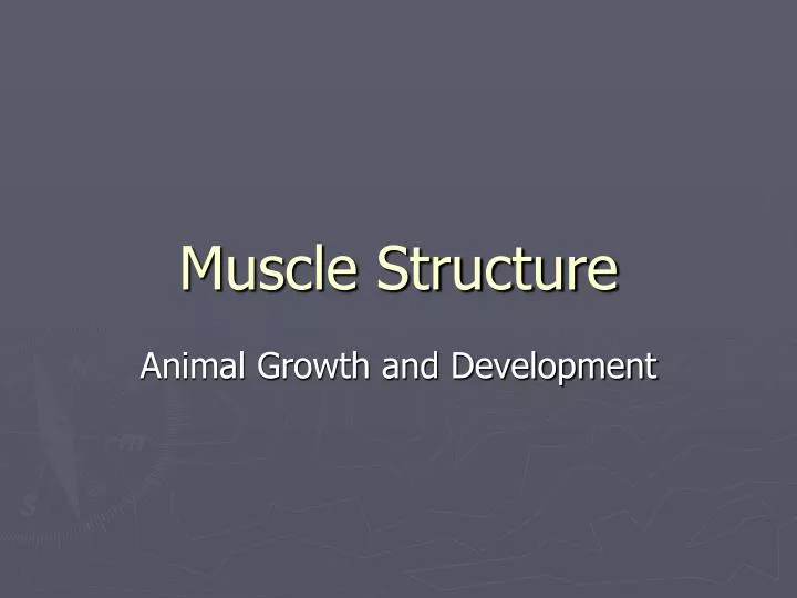 muscle structure