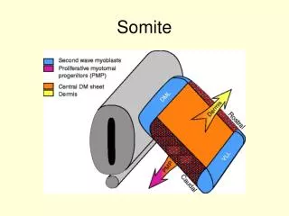 somite