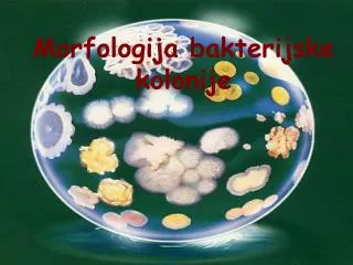 morfologija bakterijske kolonije