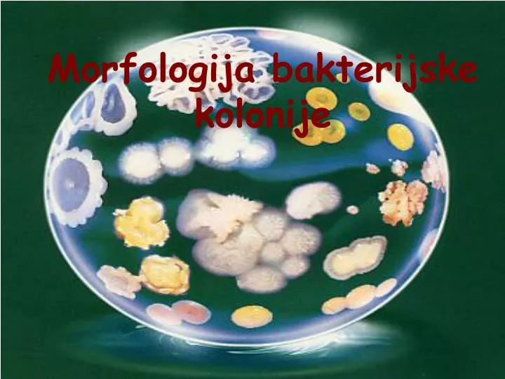 morfologija bakterijske kolonije
