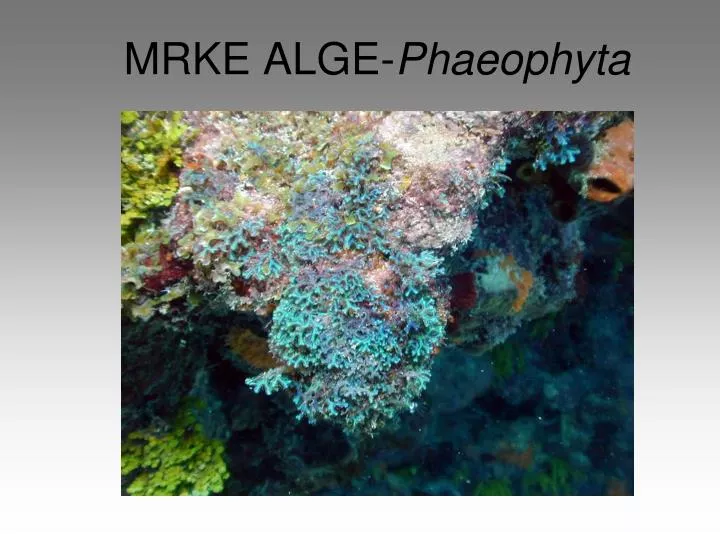 mrke alge phaeophyta