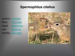 spermophilus citellus