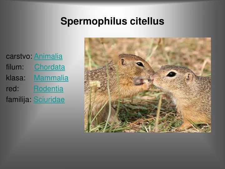 spermophilus citellus