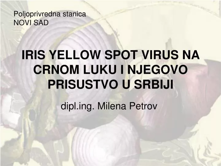 iris yellow spot virus na crnom luku i njegovo prisustvo u srbiji
