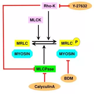 MYOSIN