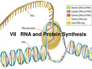 vii rna and protein synthesis