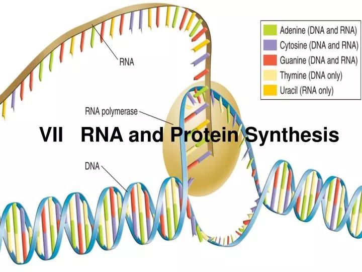 vii rna and protein synthesis