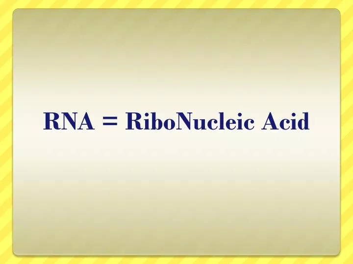 rna ribonucleic acid