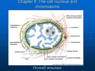 Chapter 9 The cell nucleus and chromosome