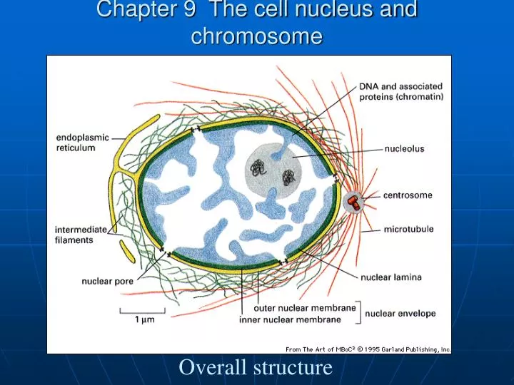 chapter 9 the cell nucleus and chromosome