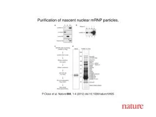 P Close et al . Nature 000 , 1 - 4 (2012) doi:10.1038/nature10925