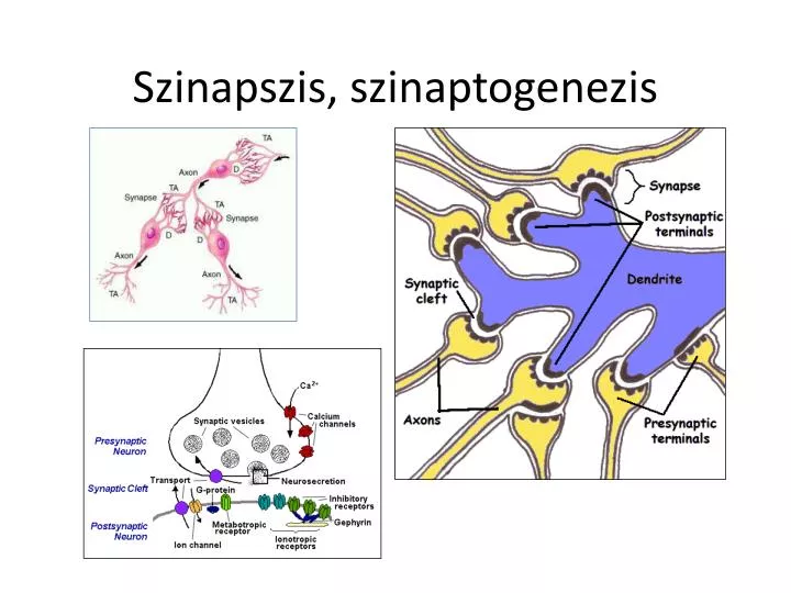 szinapszis szinaptogenezis