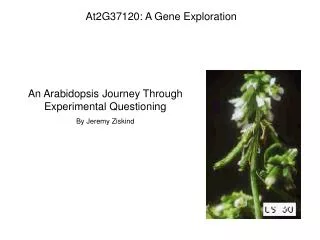At2G37120: A Gene Exploration