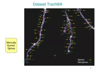 Dataset Tracht6A