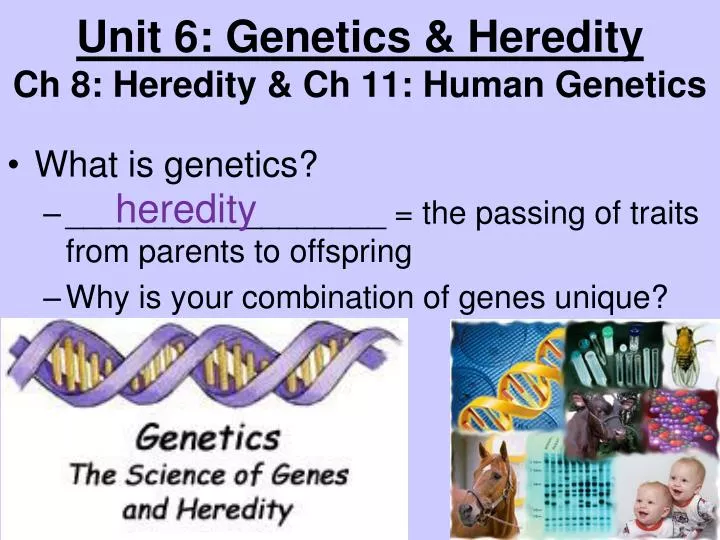 unit 6 genetics heredity ch 8 heredity ch 11 human genetics