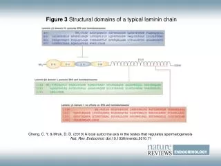 Figure 3 Structural domains of a typical laminin chain