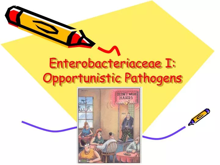 enterobacteriaceae i opportunistic pathogens