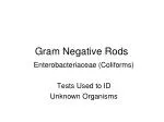 gram negative rods in stool