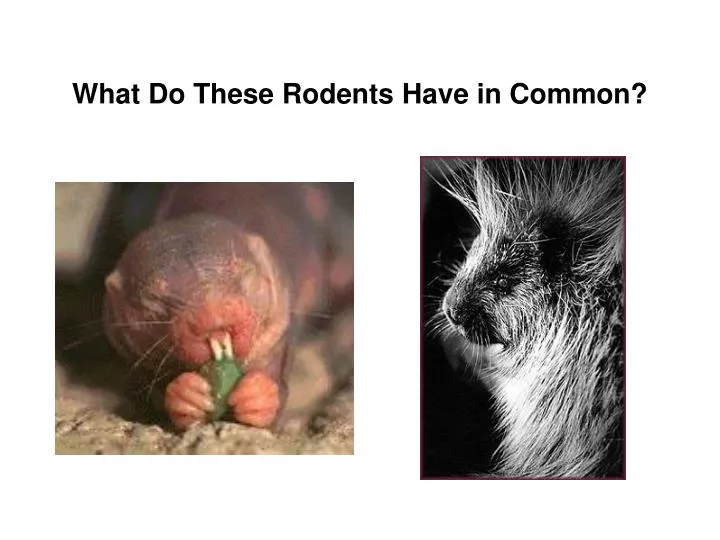 what do these rodents have in common