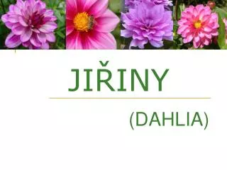 ji iny