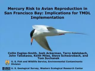 Mercury Risk to Avian Reproduction in San Francisco Bay: Implications for TMDL Implementation
