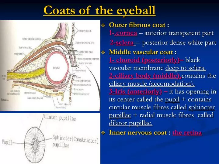 coats of the eyeball