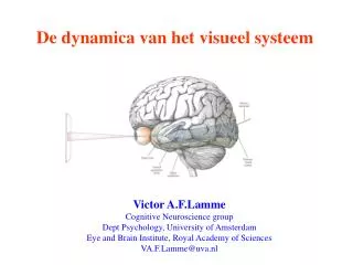 De dynamica van het visueel systeem