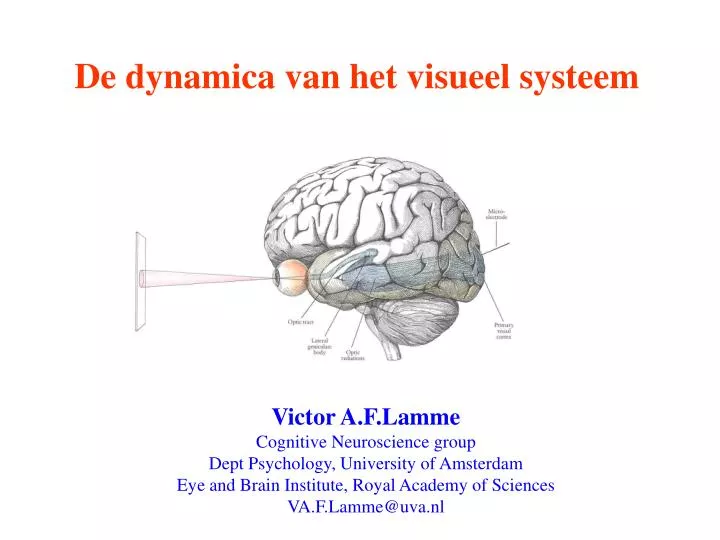 de dynamica van het visueel systeem