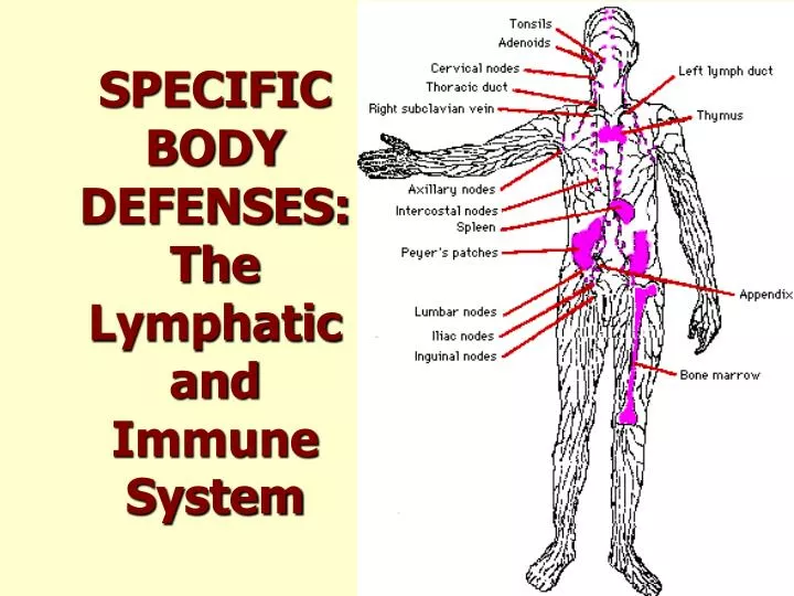 specific body defenses the lymphatic and immune system