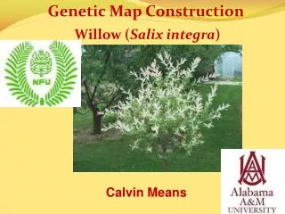 Genetic Map Construction Willow ( Salix integra )