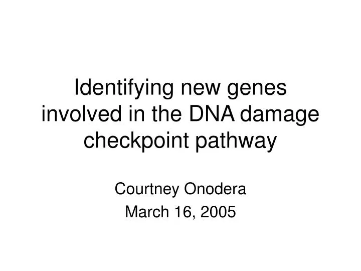 identifying new genes involved in the dna damage checkpoint pathway