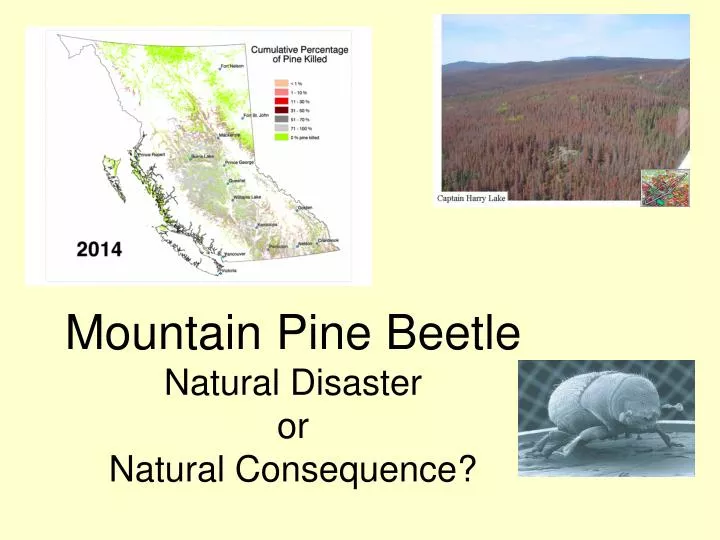 mountain pine beetle natural disaster or natural consequence