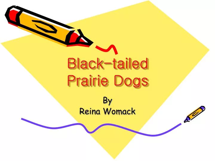 black tailed prairie dogs