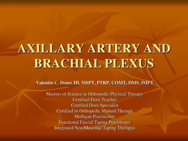 axillary artery and brachial plexus
