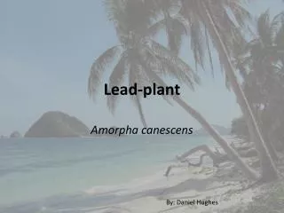 Lead-plant