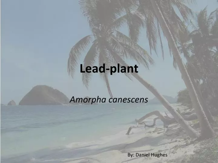 lead plant