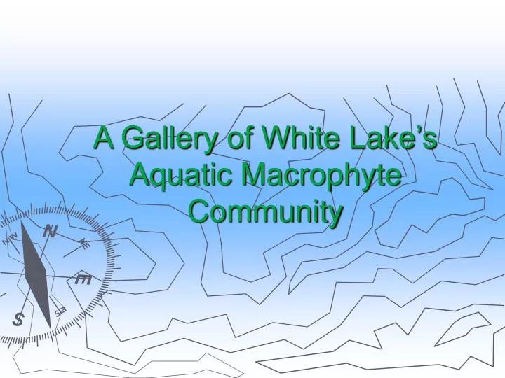 a gallery of white lake s aquatic macrophyte community