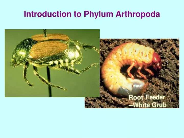 introduction to phylum arthropoda