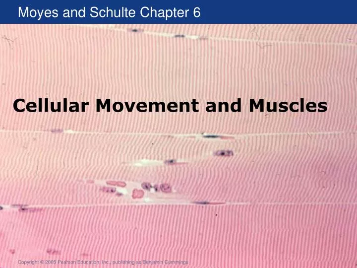 cellular movement and muscles