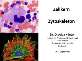 zellkern zytoskeleton