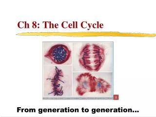 Ch 8: The Cell Cycle