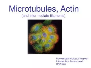 Microtubules, Actin (and intermediate filaments)