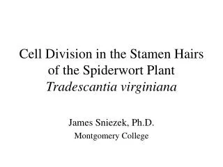 Cell Division in the Stamen Hairs of the Spiderwort Plant Tradescantia virginiana