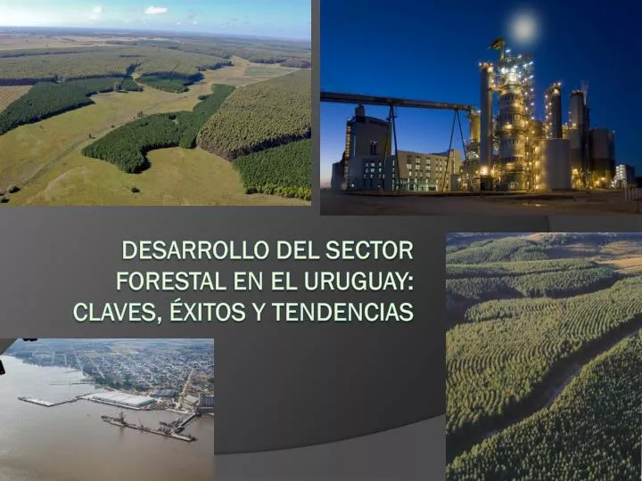 desarrollo del sector forestal en el uruguay claves xitos y tendencias