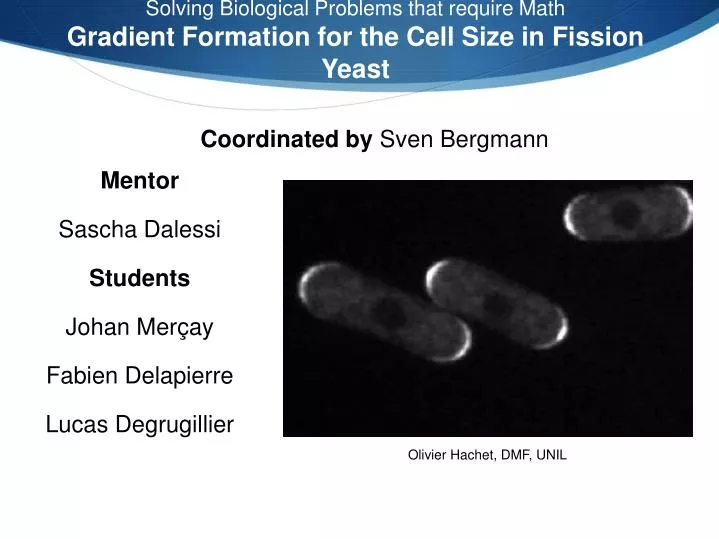 solving biological problems that require math gradient formation for the cell size in fission yeast