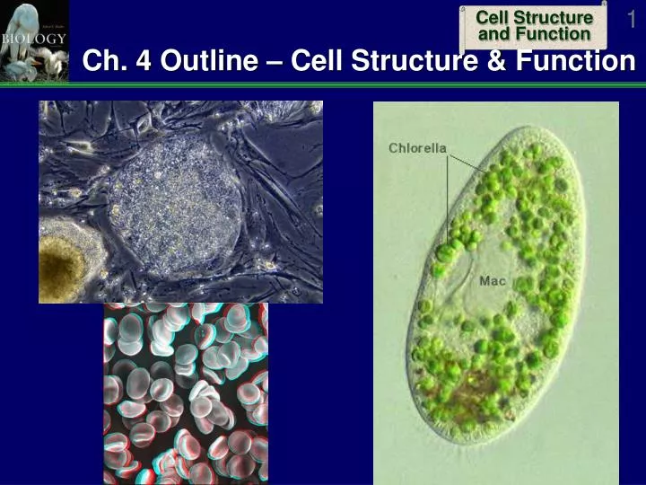 ch 4 outline cell structure function