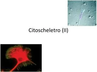 citoscheletro ii